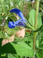 Salvia patens cambridge blue klein.webp