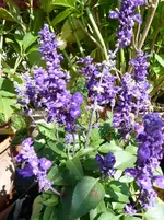 Salvia farinacea minight candle klein.webp