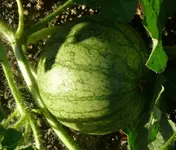 Melone.webp