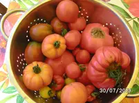 Tomaten.webp