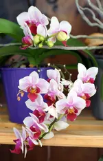 comp_DSC03500.webp
