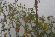 SAM_0071.webp