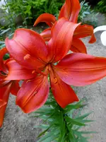 P1000191.webp