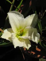 weiß margit_576x768.webp
