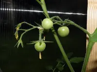 cocktailtomate-picolino-f1-1.webp