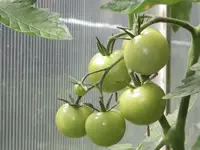 cocktailtomate-picolino-f1-2.webp