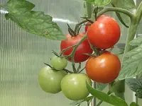 cocktailtomate-picolino-f1-3.webp