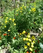 Mischbeet.webp