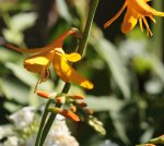 Crocosmia.jpg