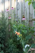Echinacea Magnus.webp