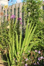 erste Gladiole.webp