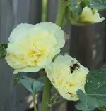 gelbe Stockrose.webp