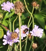 Scabiose mit Hummel.webp
