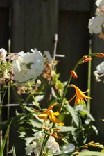 Crocosmia_Phlox.webp