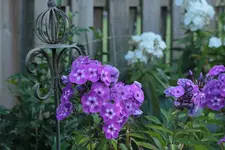 lila_u_weisser Phlox.webp