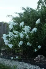 Vanille fraise 130731.webp