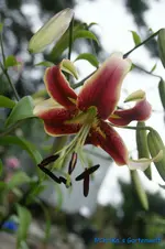 L. Black Beauty+.webp