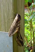 riesenschmetterlinge.webp