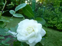 P1080131.webp