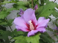 005.webp