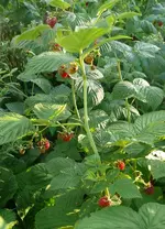 Himbeeren 1.webp