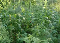 Himbeeren 2.webp