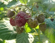 Himbeeren.webp