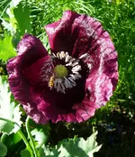 P1100424.webp