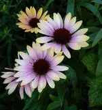 P1100427.webp
