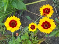 DSCN2396.webp