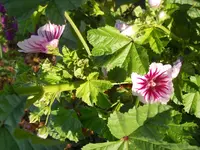 DSCN2407.webp