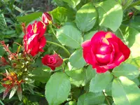 DSCN2408.webp