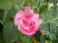 DSCN2409.webp