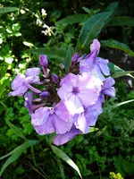 P1100420.webp