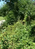 Wildwiese.webp
