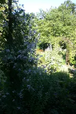 Garten 08 2013 024.webp