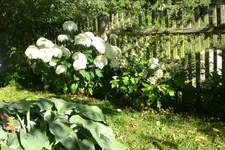 Garten 08 2013 028.webp