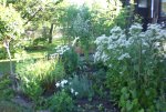 Garten 08 2013 033.jpg