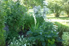 Garten 08 2013 034.webp