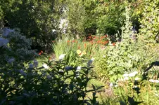 Garten 08 2013 038.webp
