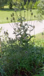 Wildwiese Riesendistel.webp