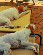 IaG_in the shade when 30C_600.webp