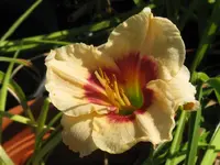 sil.gumdrop4_1024x768.webp