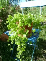 gynostemnapentaphyllum.jpg