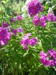 phlox im topf.jpg