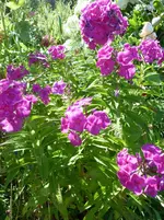 phlox im topf.webp