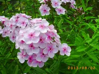 august01 003.webp