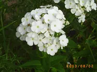 august01 007.webp