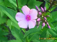 august03 006.webp