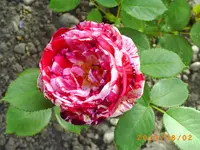 august01 029.webp